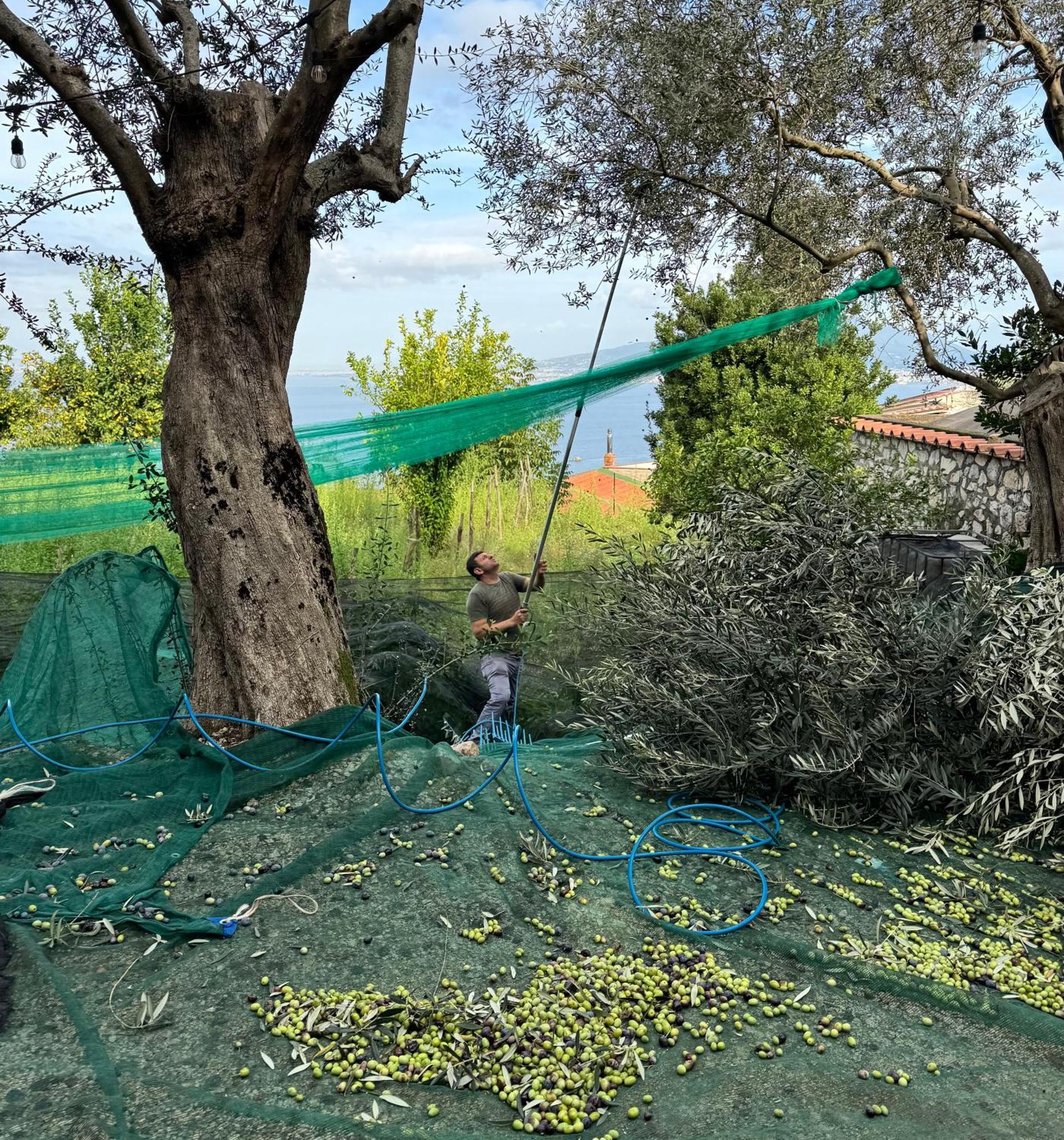 Antica Tenuta Celotto ヴィーコ・エクエンセ エクステリア 写真